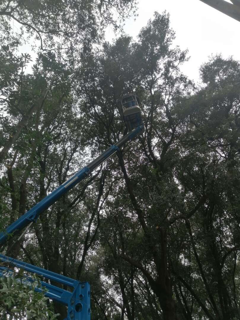 Reggia Di Caserta Lavori Alla Fascia Orientale Del Parco Reale