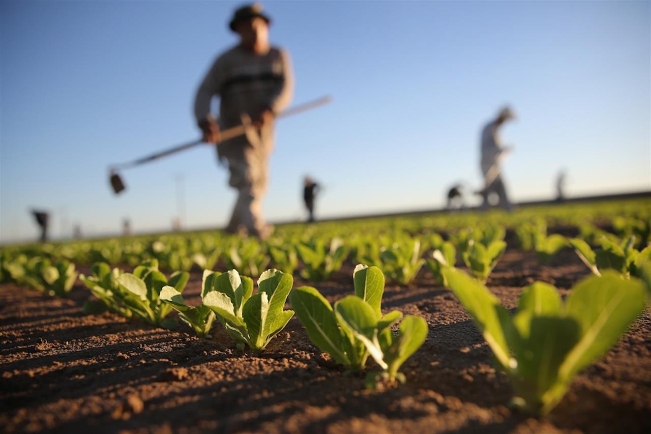 Agricoltori Coldiretti 