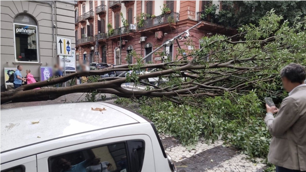 Albero crollato a Napoli, è scontro: “Non è normale, sbagliato capitozzare”