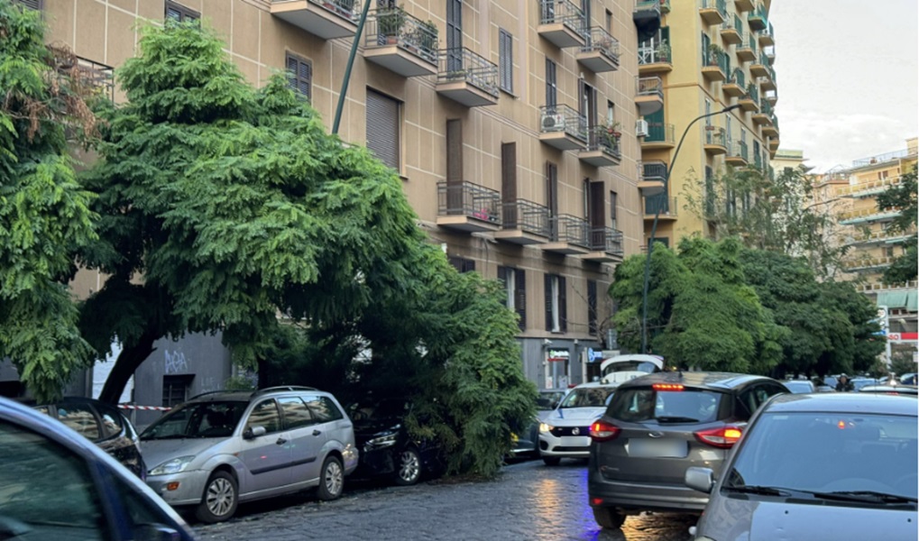 Napoli, altro albero crollato: paura in viale Michelangelo