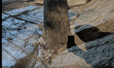 ‘Caserta Decide’ segnala danni al patrimonio arboreo: cementificate radici di alberi