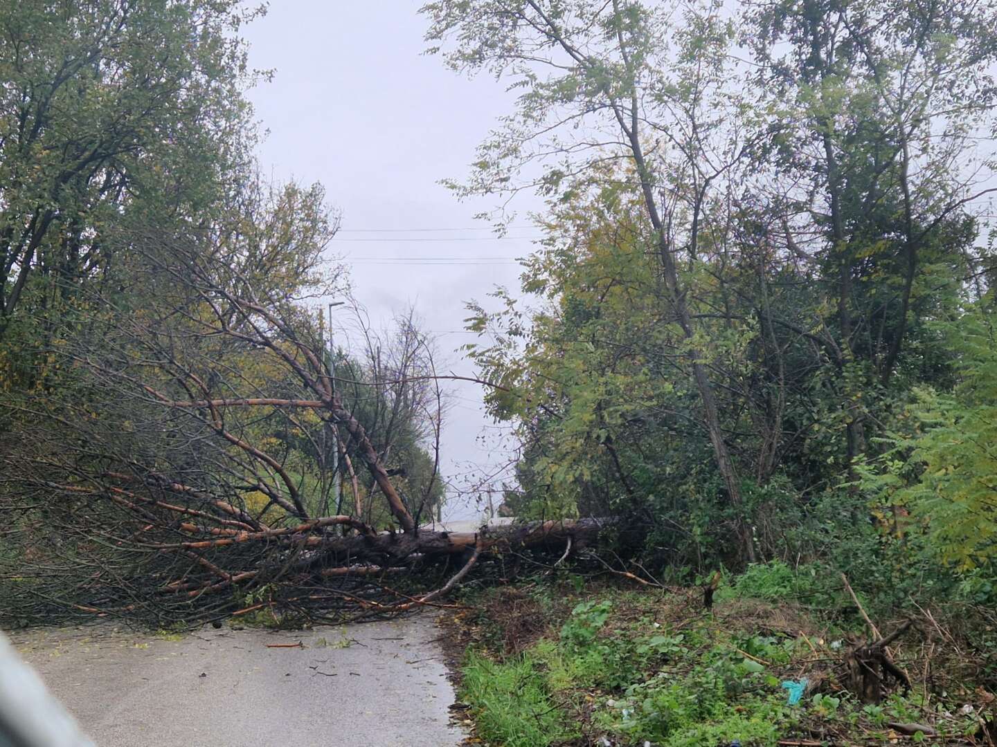 FOTO/ Maltempo nel Sannio: venti forti e pioggia flagellano il territorio, traffico in tilt e alberi caduti