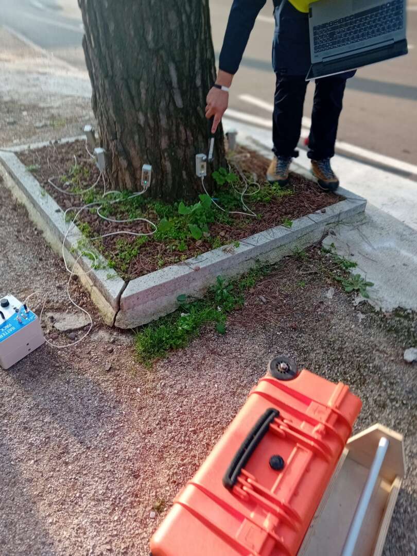 FOTO/ Controllo e verifica della stabilità dei pini nella zona alta della città