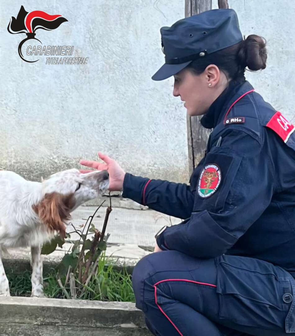 I Carabinieri salvano un cane in evidente stato di abbandono