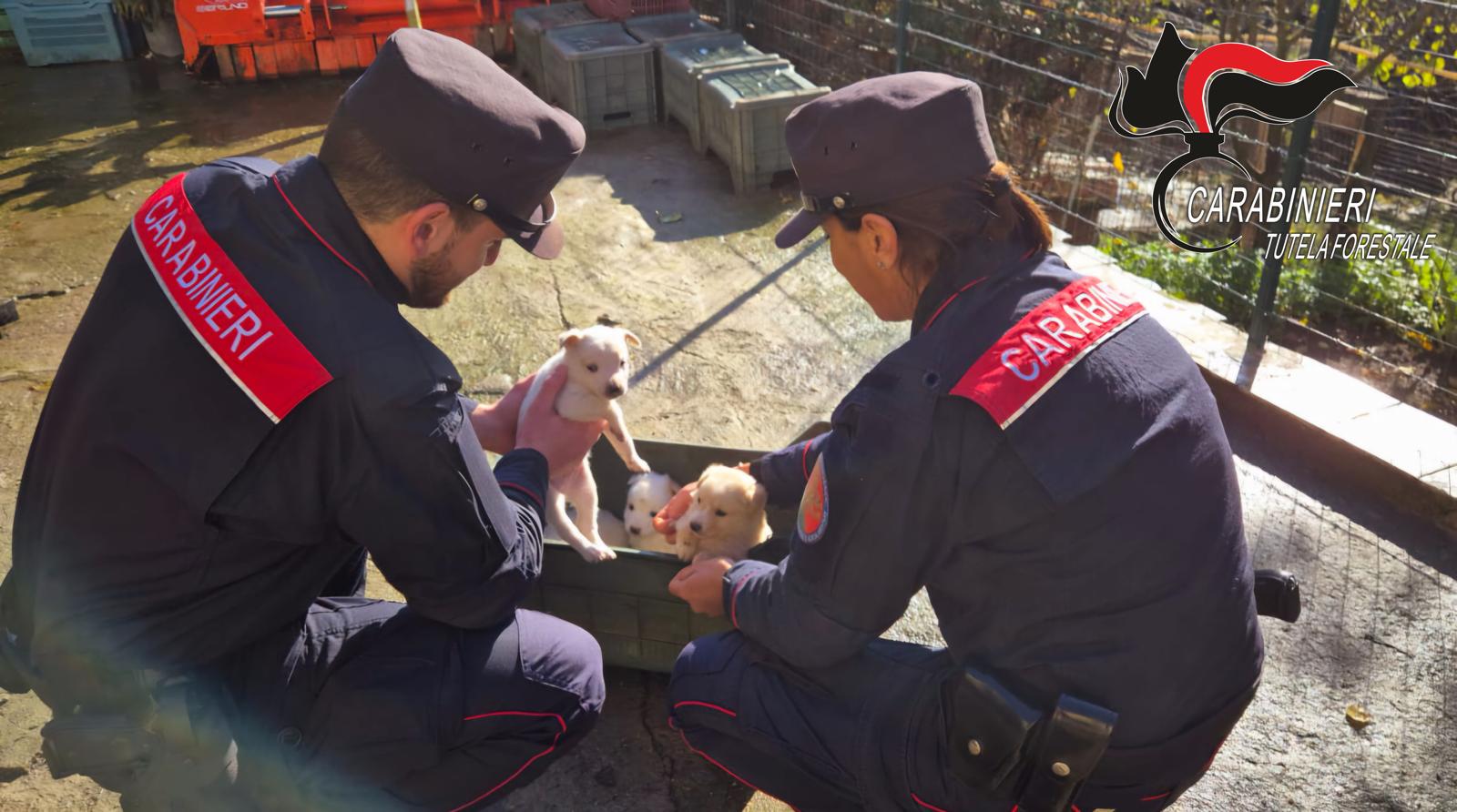 I Carabinieri intervengono per il recupero di cani abbandonati e salvano 4 cuccioli