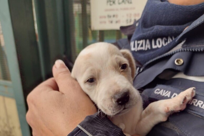 Orrore alla Vigilia: butta due cuccioli di cane nelle acque gelide di un torrente