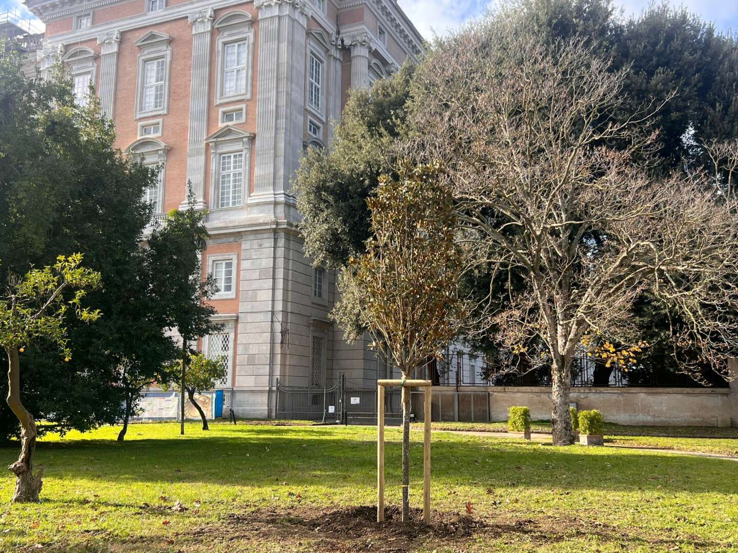 Nuova vita alla Reggia di Caserta: 4 giovani alberi nel Museo Verde