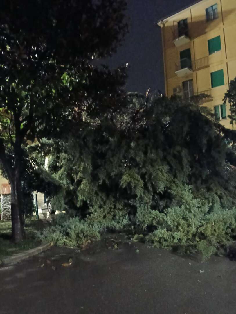 VIDEO/ Piazza Solferino, albero cade e danneggia tre vetture: la rabbia del consigliere Di Popolo