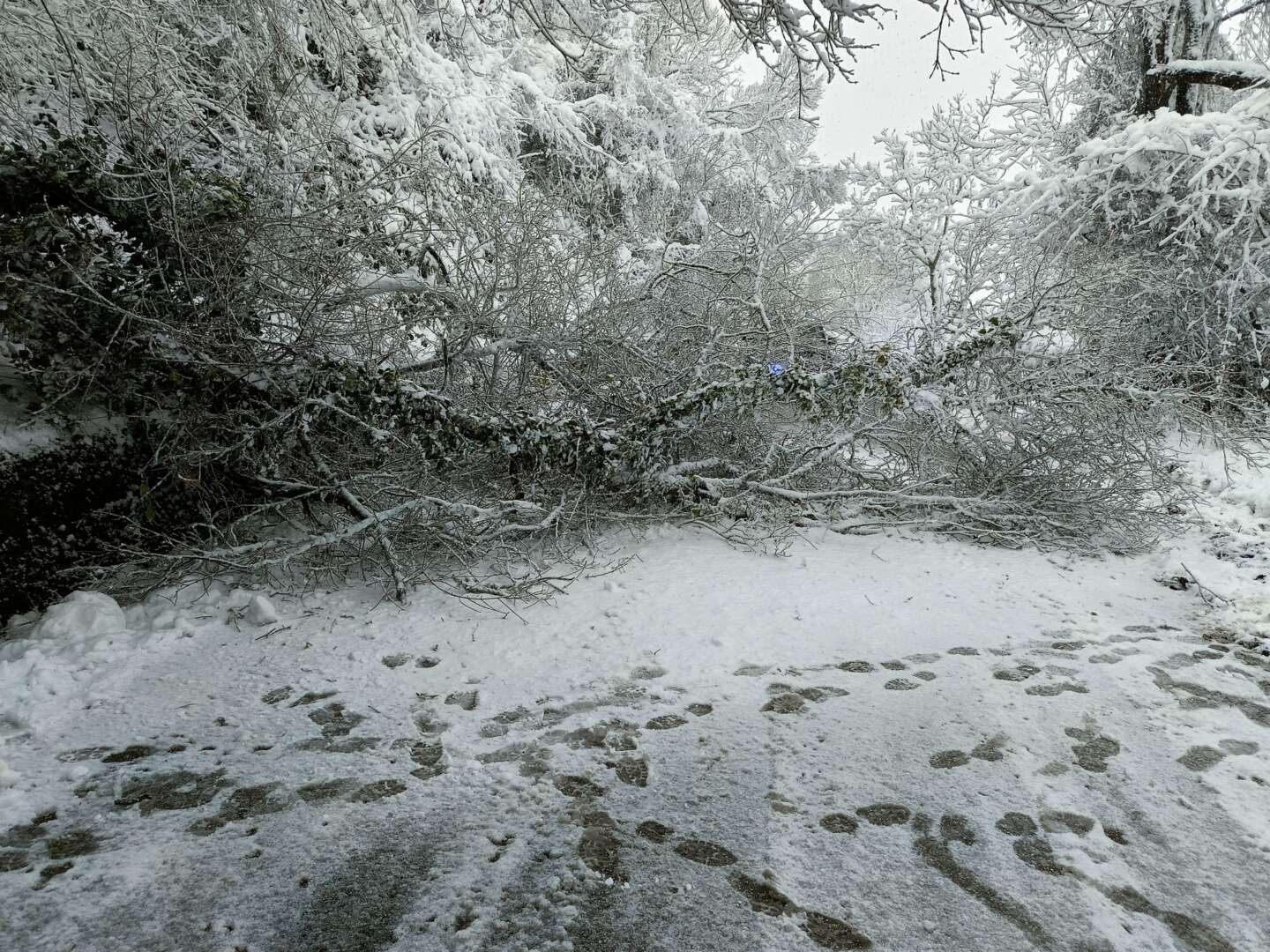 Cade un albero sulla provinciale 129:  Comune e Provincia a lavoro