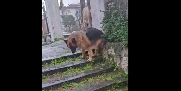 VIDEO  Il deputato Borrelli mostra i suprusi agli animali