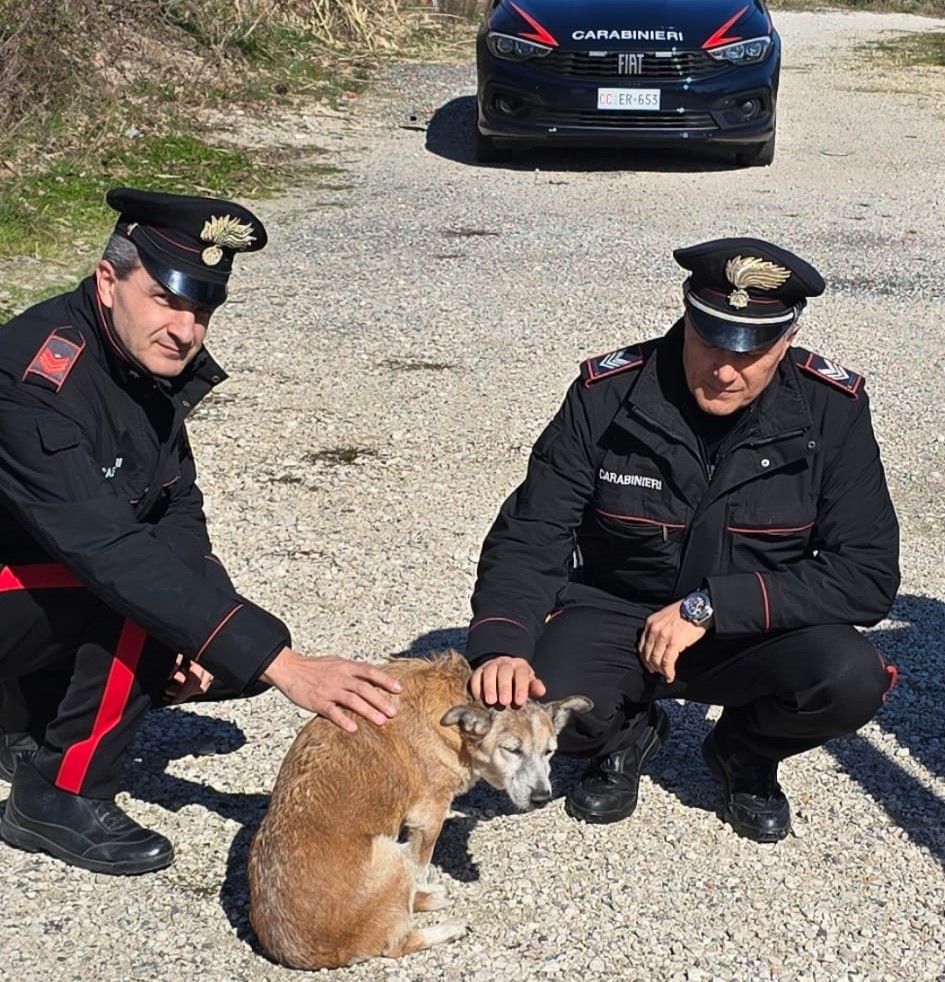 Carabinieri soccorrono un cagnolino ferito sulla strada