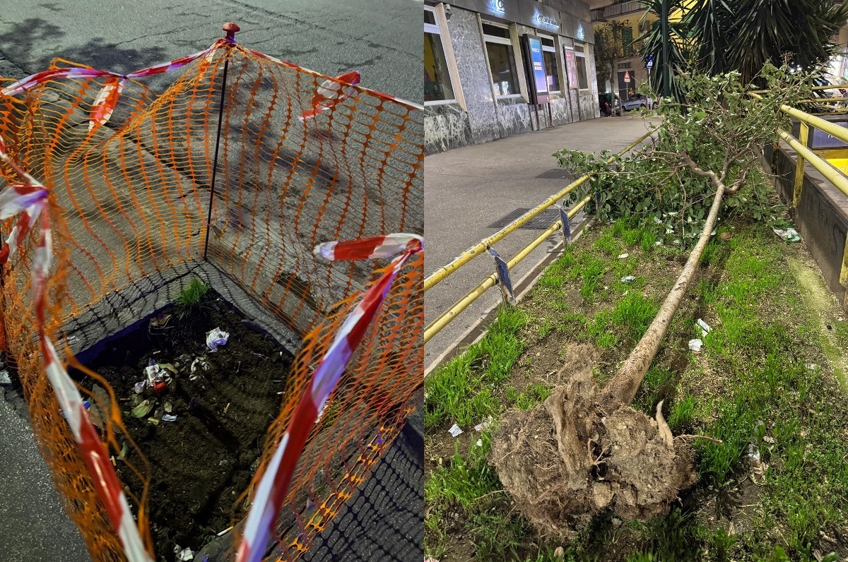 FOTO/ Napoli, albero sradicato e lasciato in strada all’Arenella: “Sos ignorato da 5 giorni”