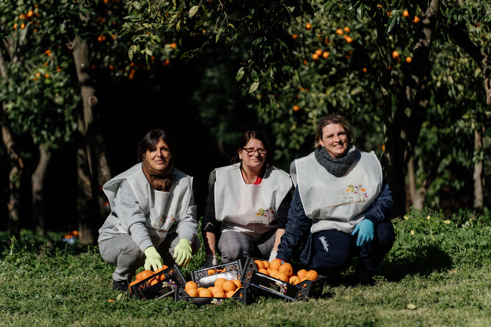 Reggia di Caserta, avviata la raccolta delle arance nel Parco reale con la cooperativa Eva