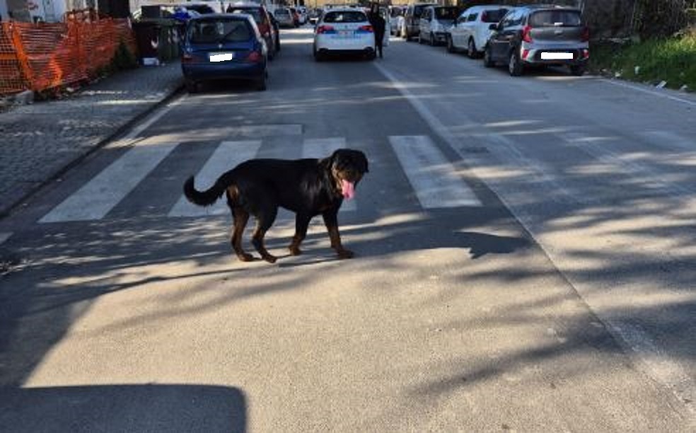 Rottweiler tenta di aggredire un cane e il suo padrone: bloccato da Municipale e guardie cinofile