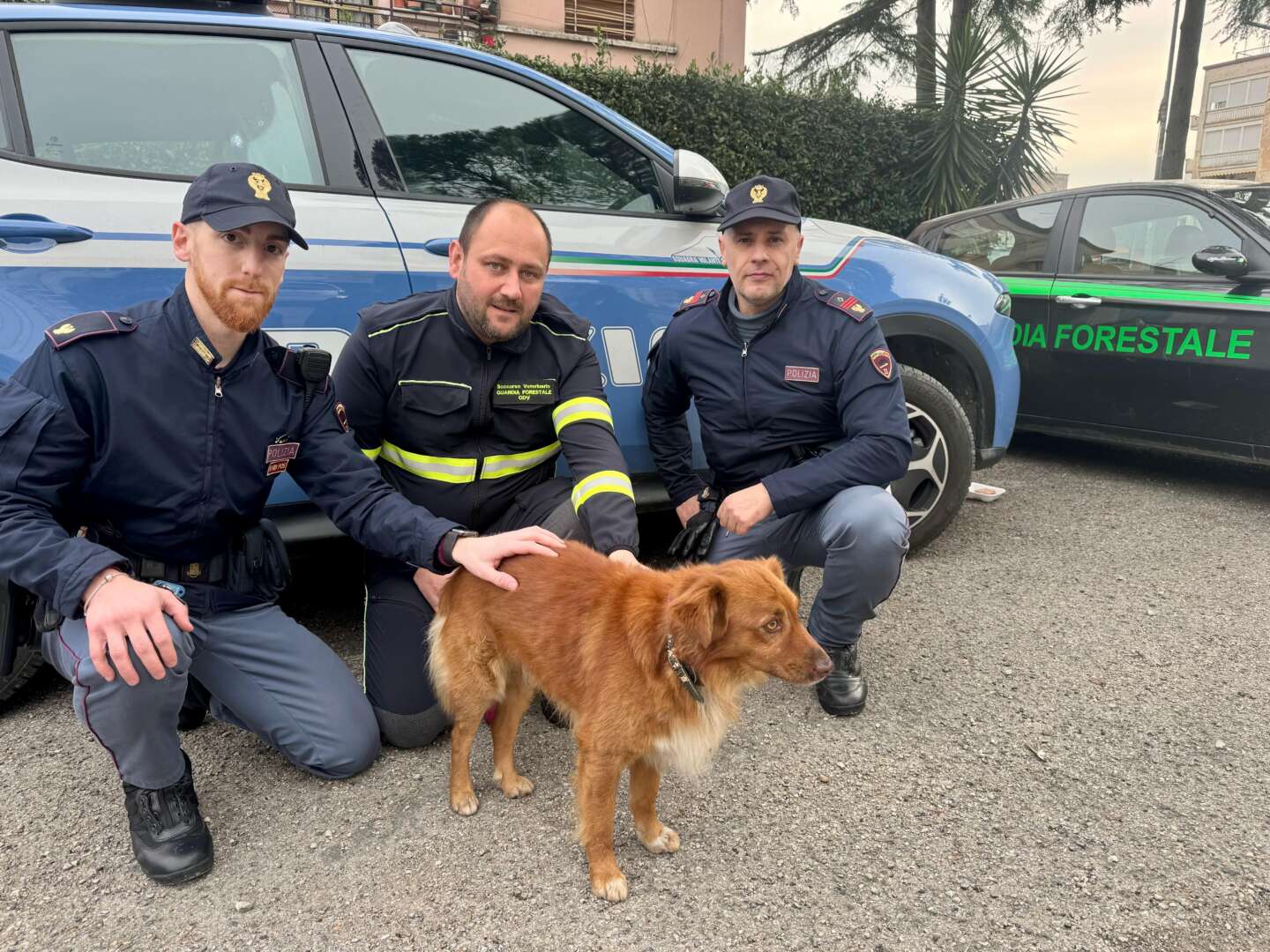 Cane smarrito rischia l’investimento, la Polizia lo mette in salvo