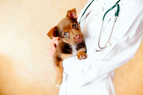 Ambulatorio veterinario comunale H24: scatta la petizione